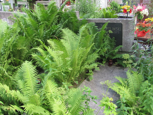 Marianna WOLIŃSKA 1910 Gdynia - Grobonet - Wyszukiwarka osób pochowanych