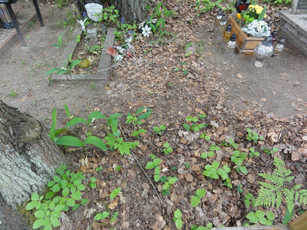 Tadeusz RADOMSKI 1955 Gdynia - Grobonet - Wyszukiwarka osób pochowanych