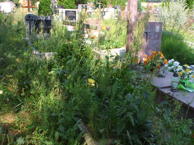 Roman WARSIŃSKI 1941 Gdynia - Grobonet - Wyszukiwarka osób pochowanych